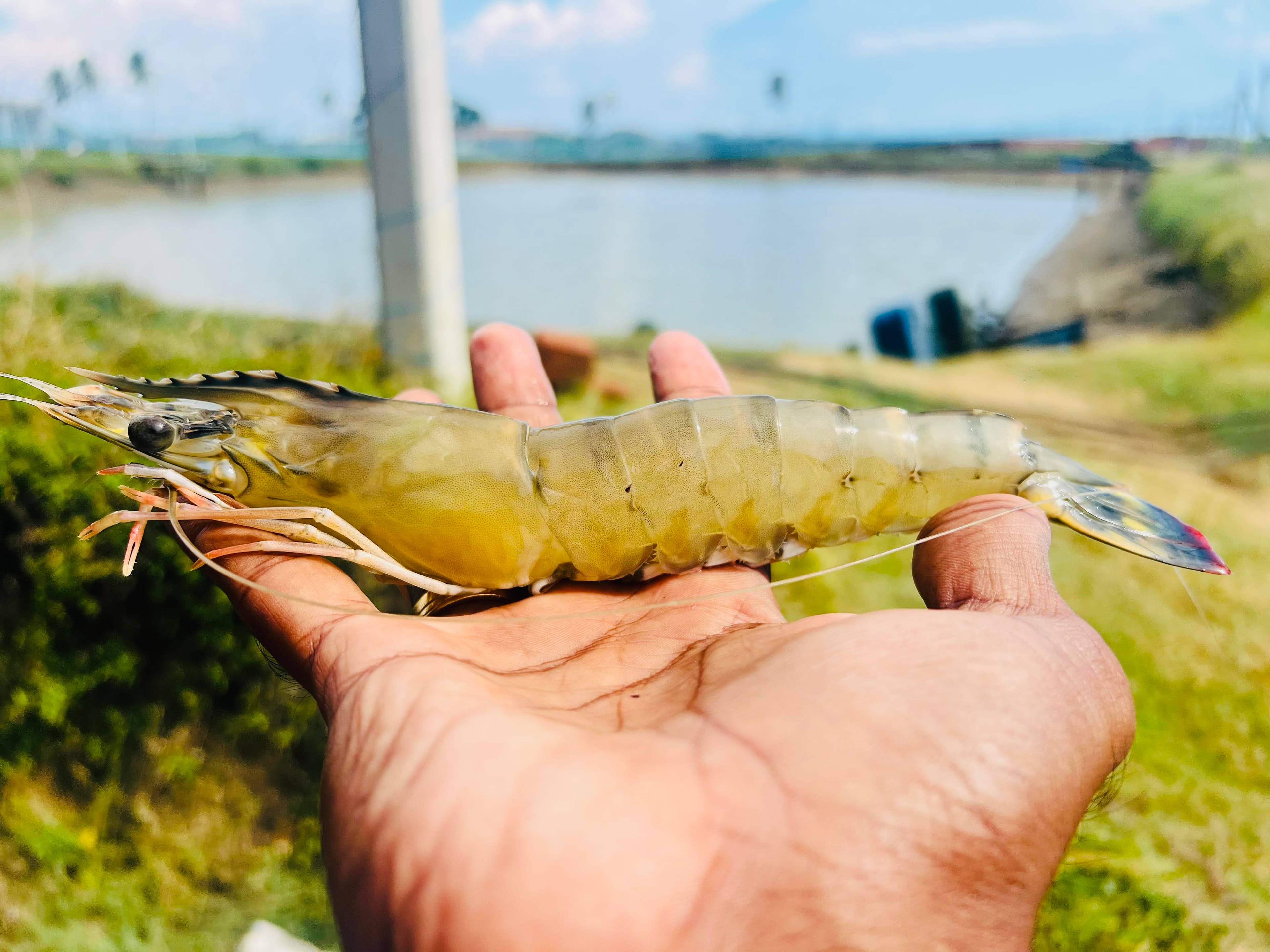 Shrimp